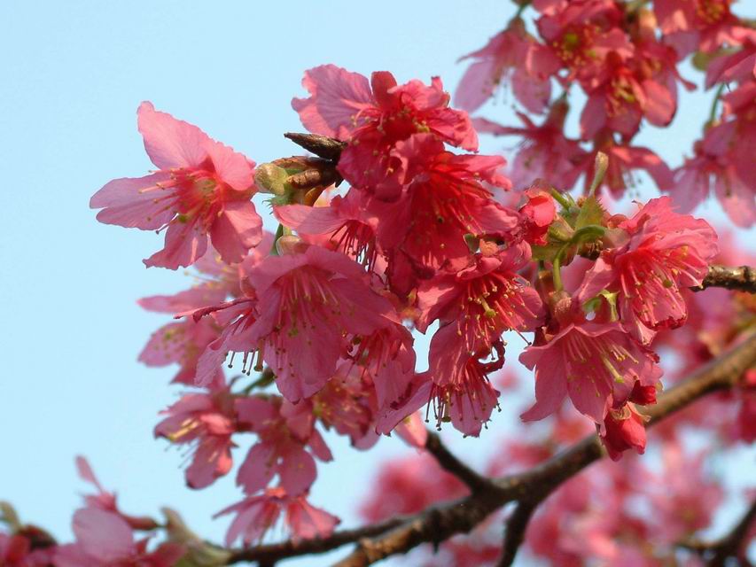 山櫻花 花，開新視窗